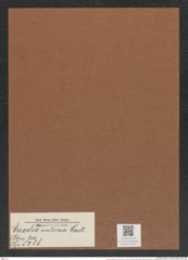 Euodia ventricosa Castr. (de-Toni-Nr.: Genus 210, Species 5286) Zeichnungen Sammlung Grunow Mappe 05049 (Herbarium_W_Grunow_drawings_Folder_05049)